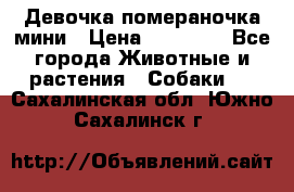 Девочка помераночка мини › Цена ­ 50 000 - Все города Животные и растения » Собаки   . Сахалинская обл.,Южно-Сахалинск г.